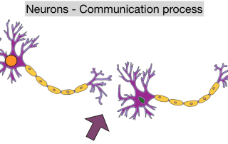 Neurons communication process