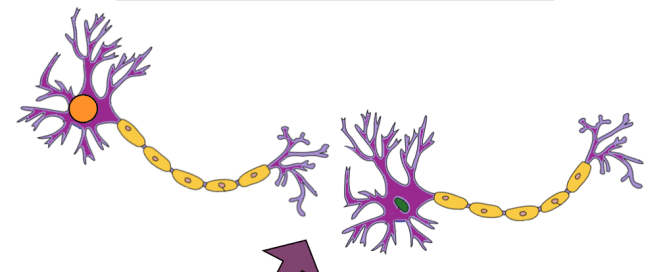 Neurons communication process