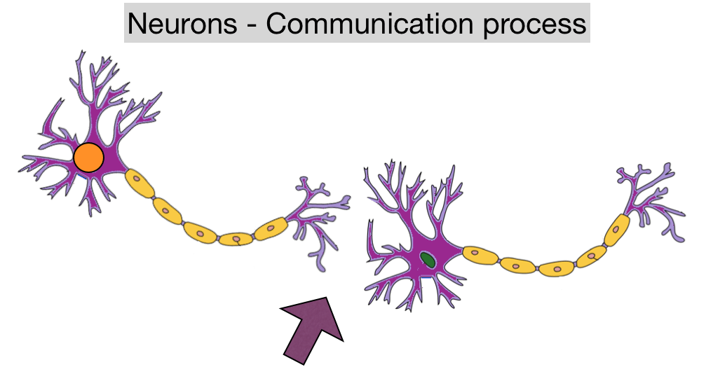 the process of forming new neurons within the brain is called