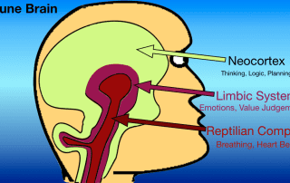 The triune brain