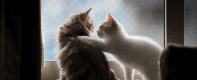 Life is better with compassion